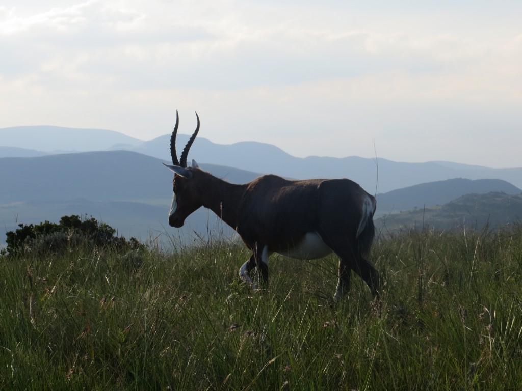 Blesbok in the hills of Swaziland