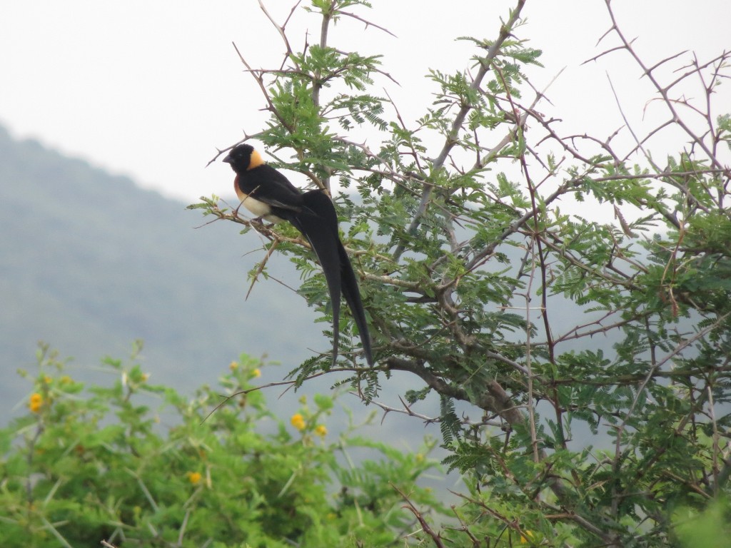 A long-tailed window bird rests on an acacia tree.