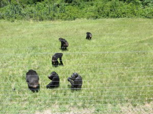 Chimps wandering over for a snack