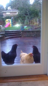 They really want to be indoor chickens